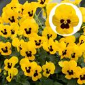 Afbeelding van Viola P9 kleinbloemig Yellow blotch